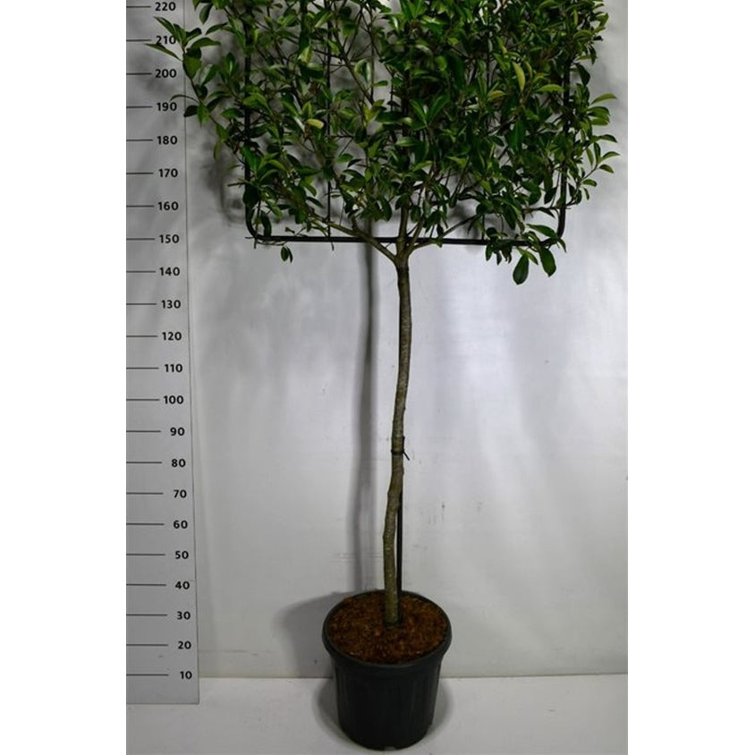 Glansmispel – Photinia fraseri 'Carré Rouge' - C45 120 cm. Stam Leivorm